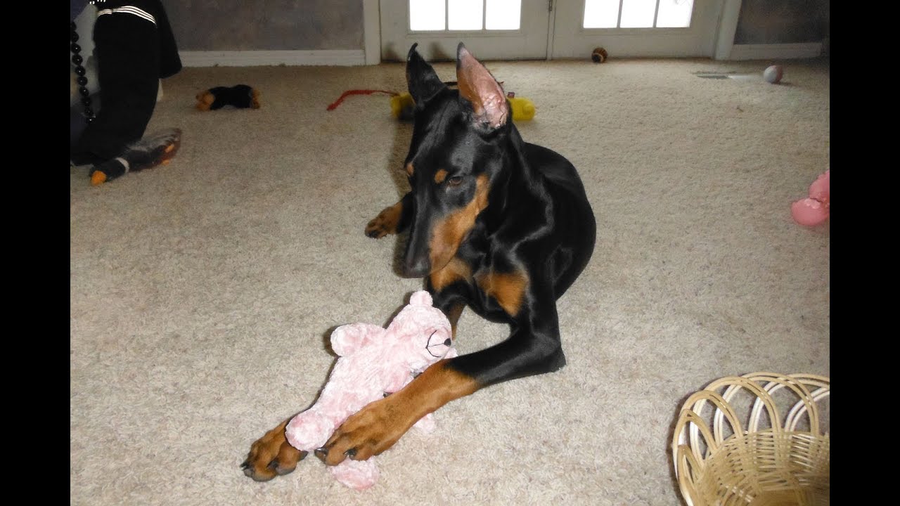 Teach your dog to put away toys, Doberman puppy will show you how