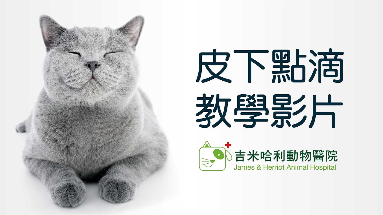 吉米哈利動物醫院 老貓 腎貓 貓咪打皮下 貓貓皮下點滴 貓注射 輸液 皮下水 技巧 位置 空氣 次數  施打步驟流程 慢性腎衰竭 居家照護