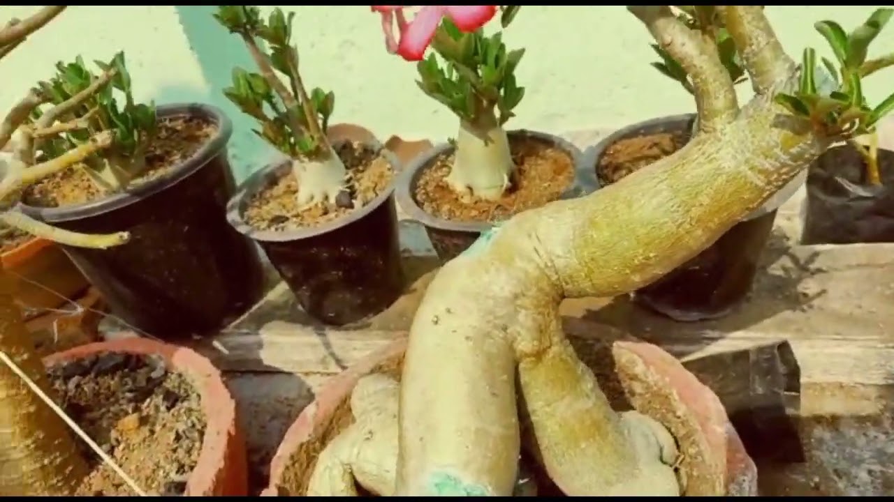How to resolve the problem of dehydration in #adenium #dehydration #desertrose