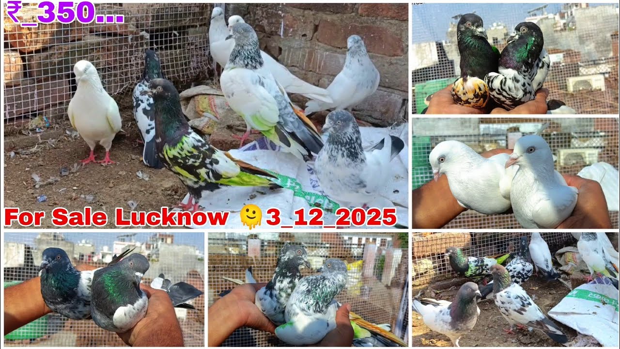 20 Nayab Desi High Flyer Kabutar Sale 🫠 Bedag,Golden,Kalanch, Ambarsare, Kaldeme, ,,+917571078377 🫠🫠