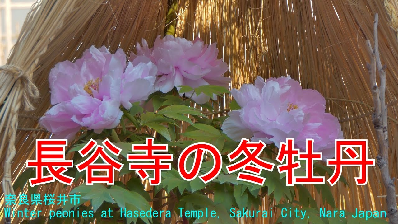 こも掛けがかわいい　長谷寺の冬牡丹　奈良県桜井市　2026   Winter peonies at Hasedera Temple, Sakurai City, Nara Japan