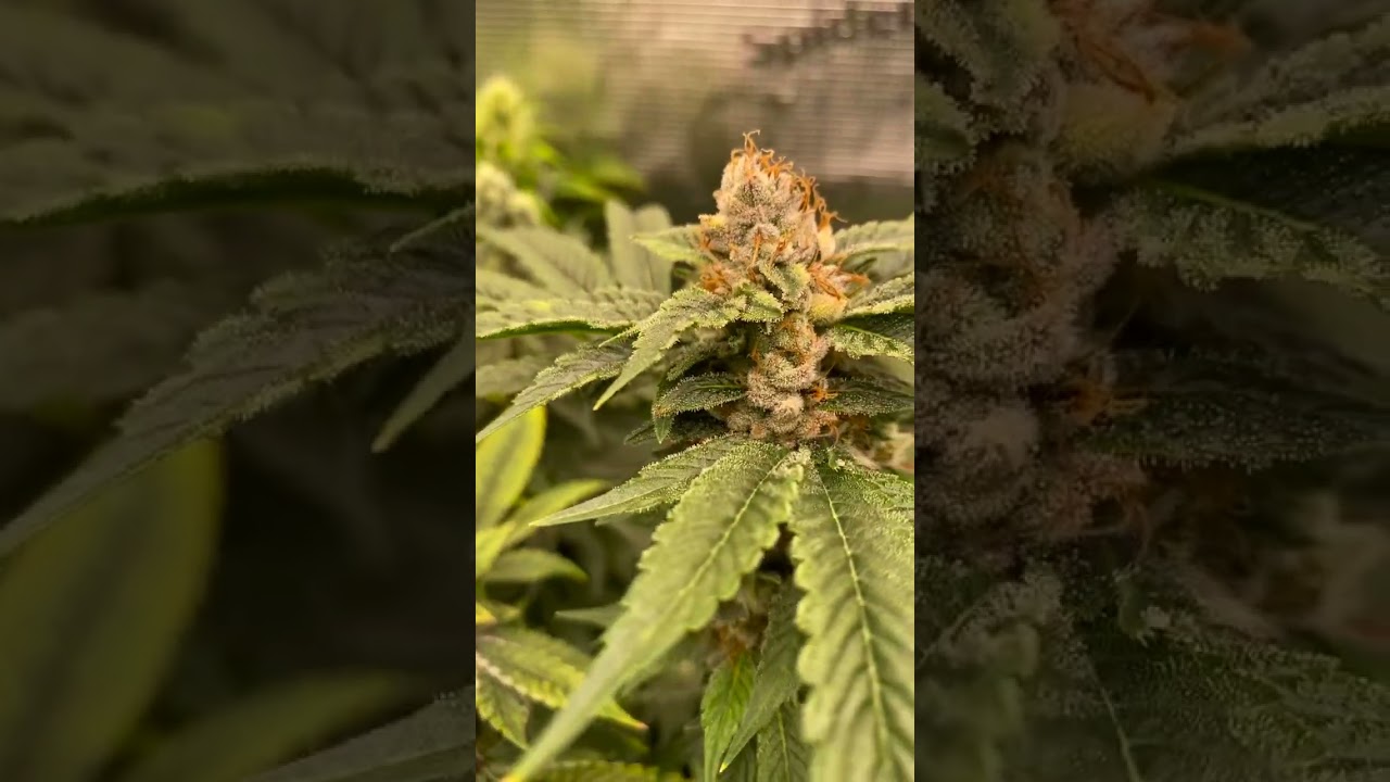 CSI Humboldt chem91 S1 , chemD S1  Big Bad Wolves 2.0, 92&rsquo; OG BX1 CincySeeds 🦍