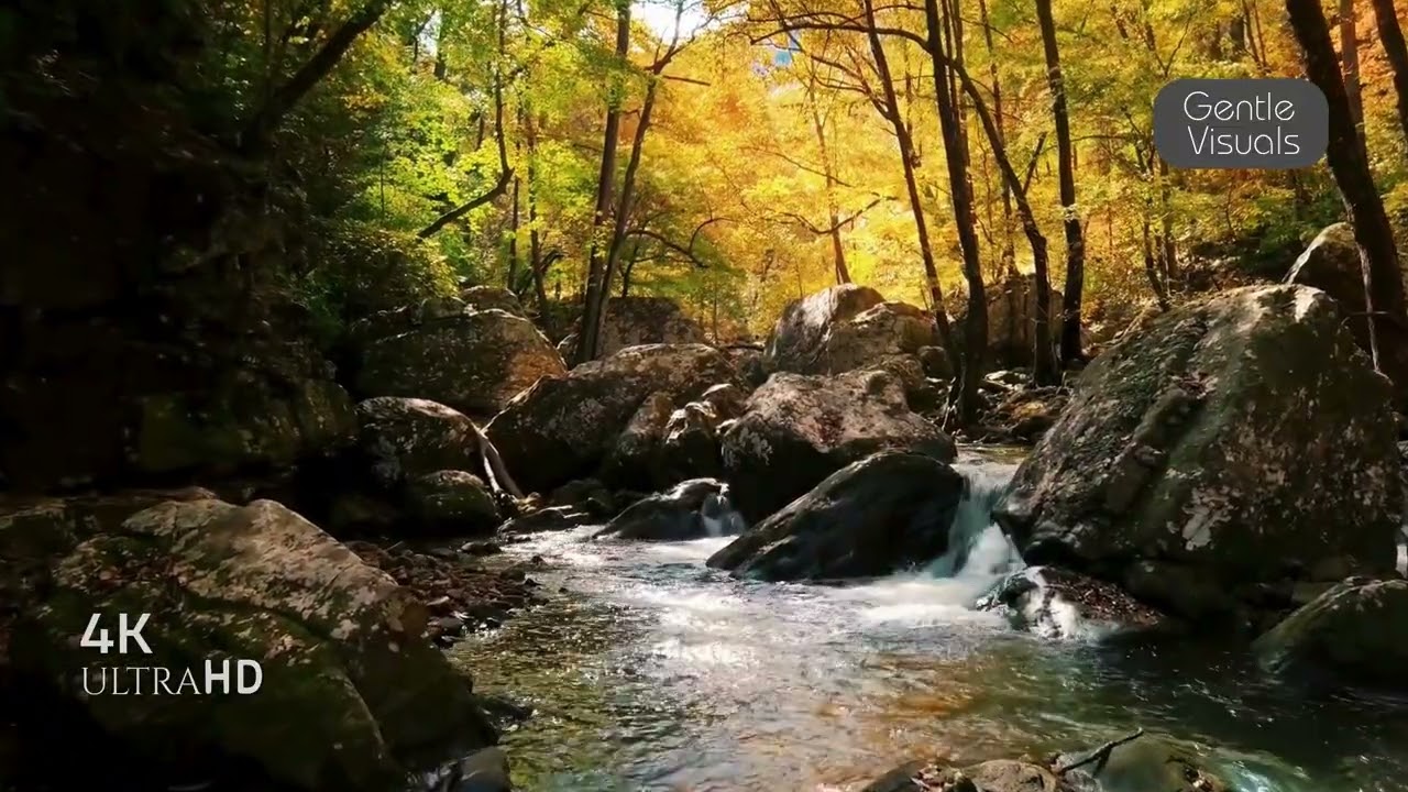 Relaxing Forest River – Peaceful Nature Sounds & Scenery #ForestRiver #WaterSounds #PeacefulNature