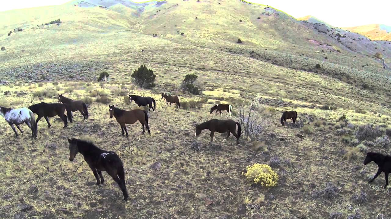 Wild Horses - Virginia Range, Nevada
