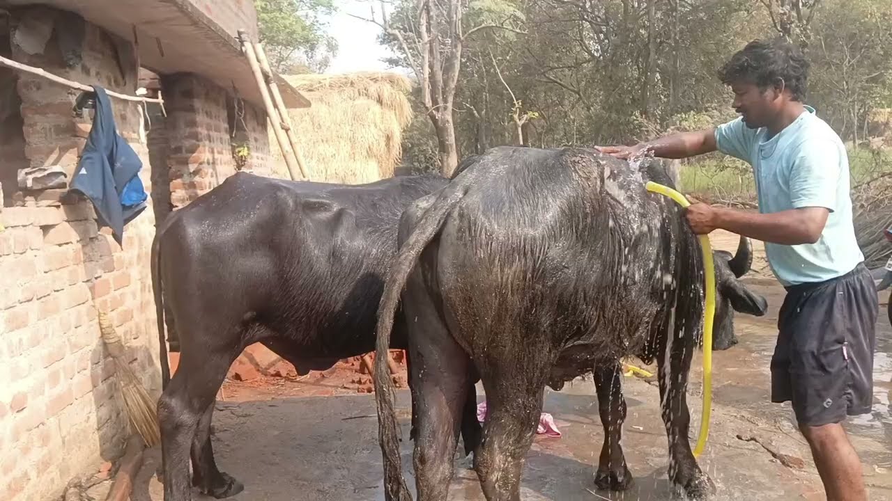 রসিক:- রিঝোপতি