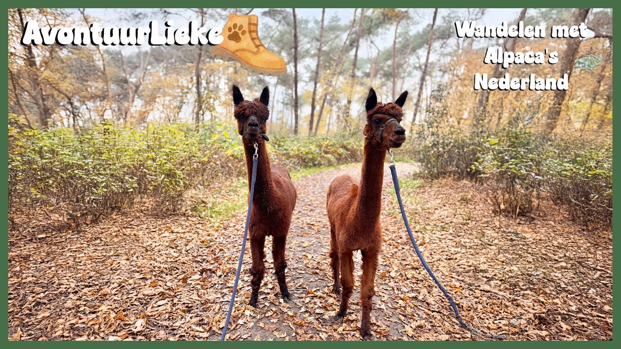 Wandelen met Alpaca’s 🐾 AvontuurLieke 