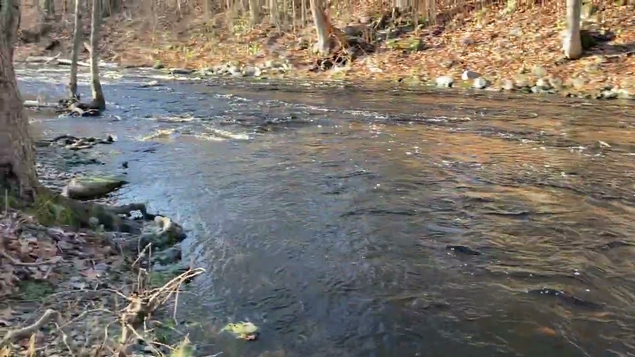 Medomak River Raging! Fast Currents in November (2022)