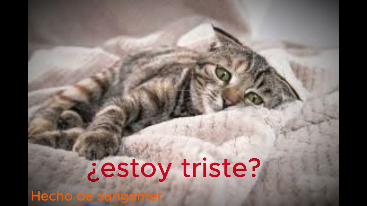 Yeah Yeah Yeah #shorts #short #gatitos #gato #michi