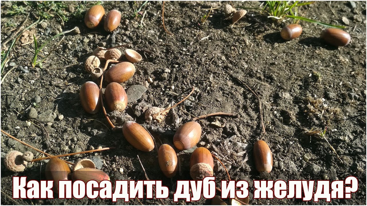 Как посадить дуб из желудя