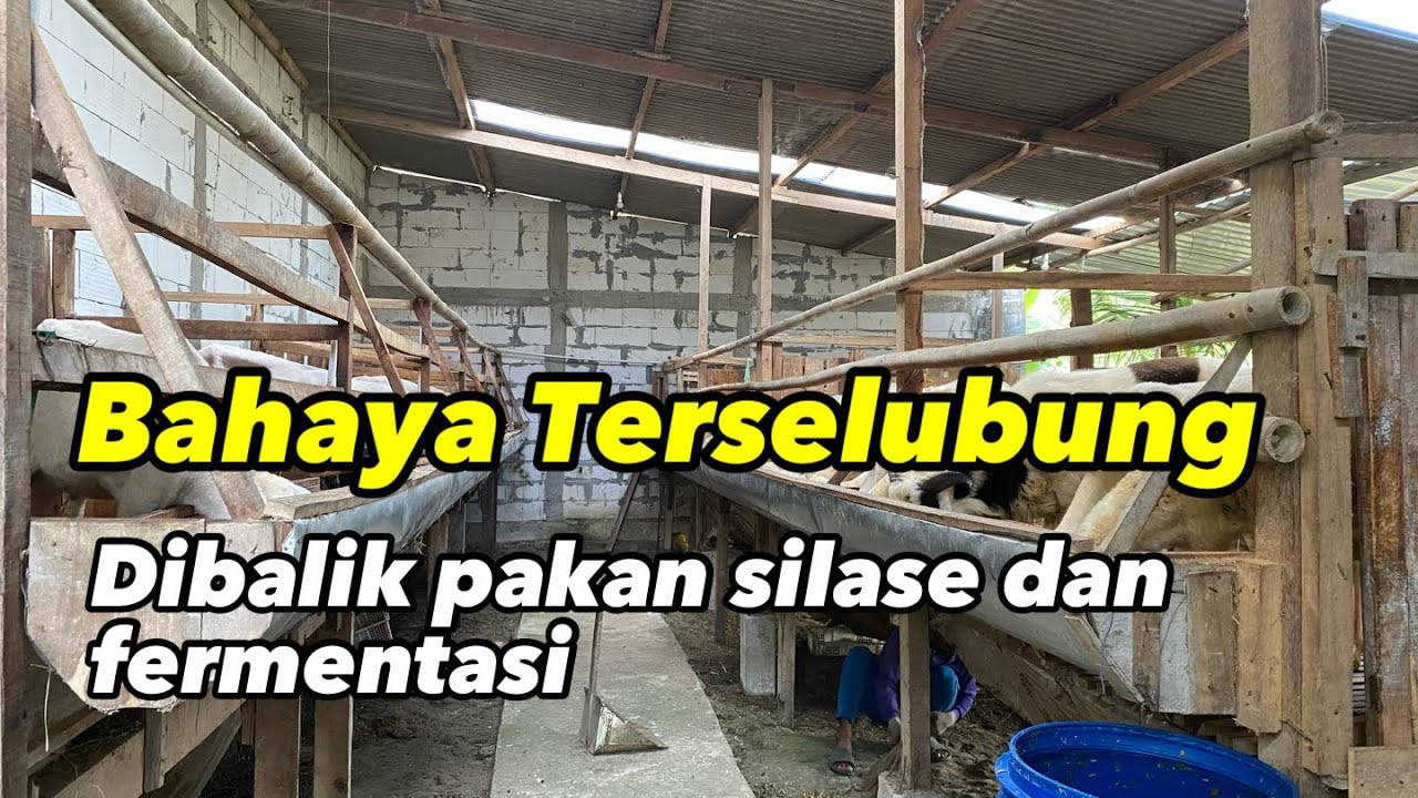 BAHAYA!!! Terselubung di balik pakan silase dan fermentasi untuk Breeding