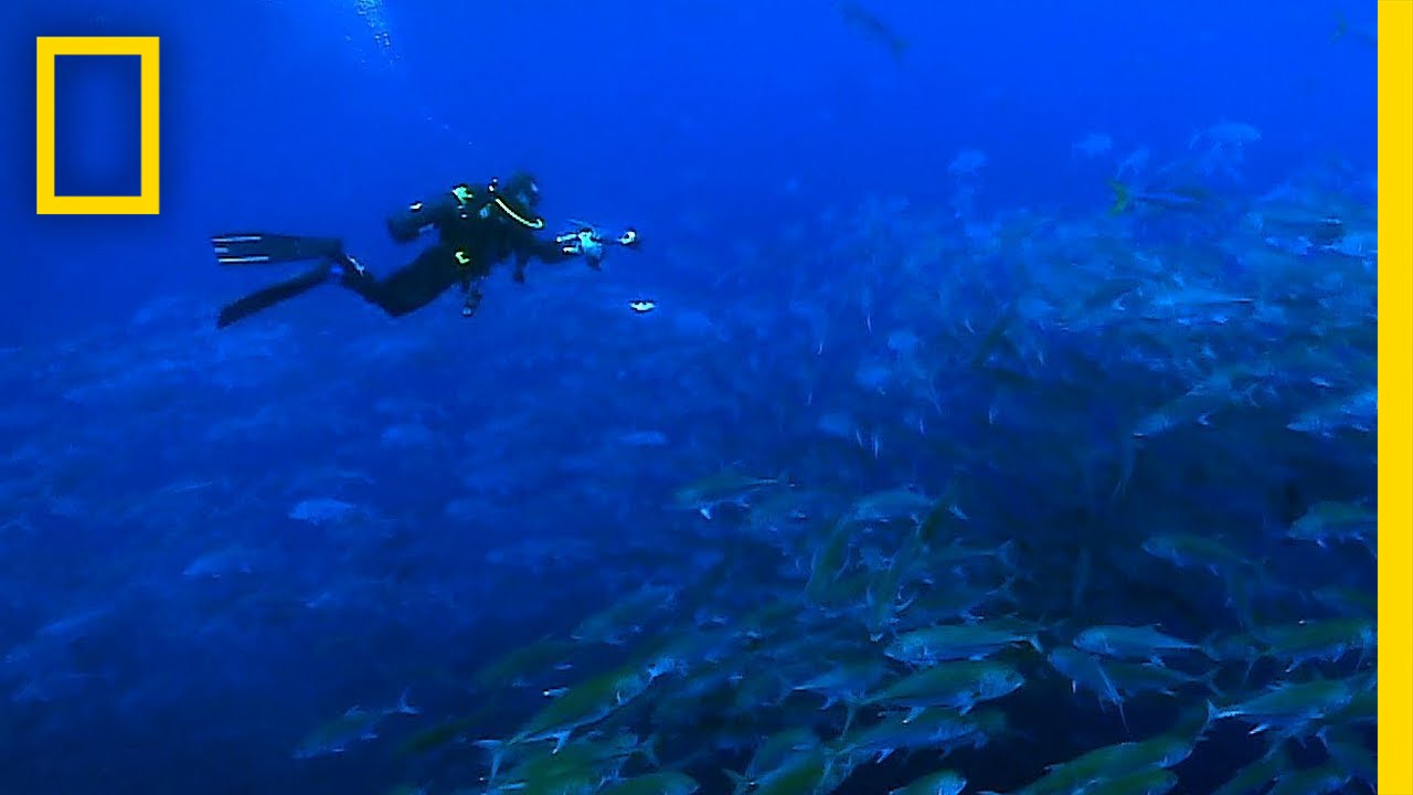 The Global Partnership for Oceans | National Geographic