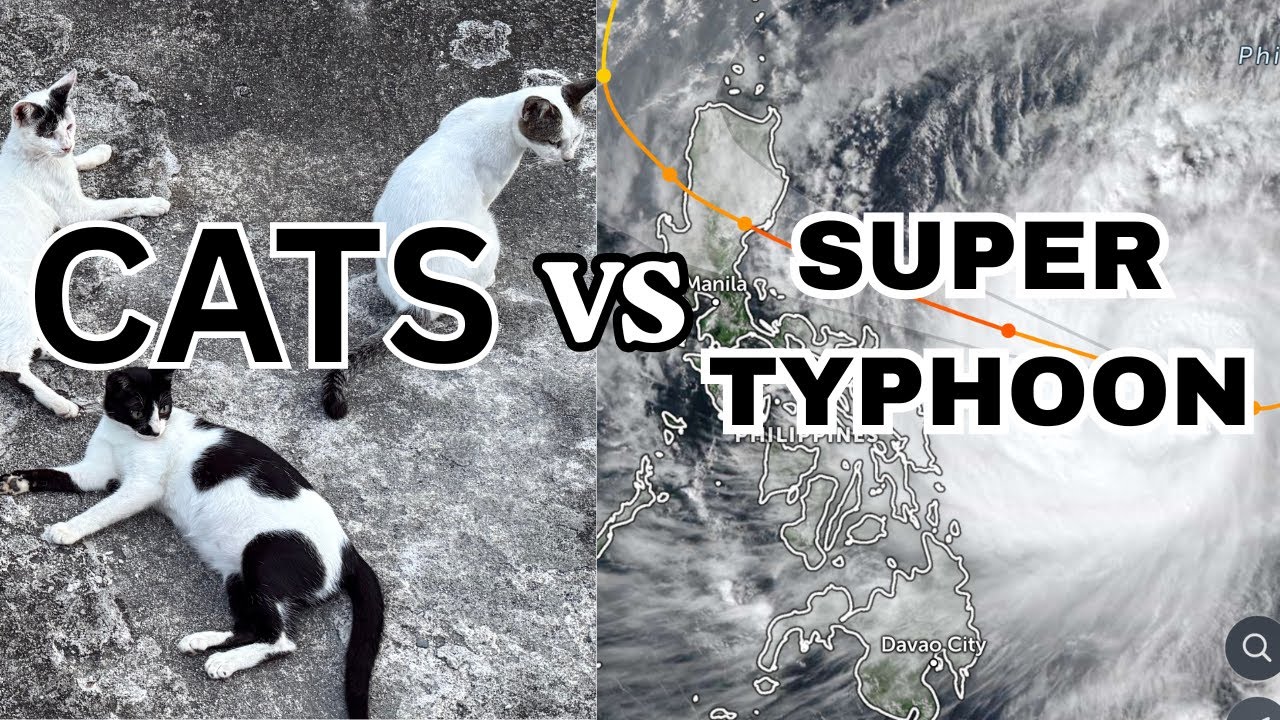 SAVING STRAY CATS from SUPER TYPHOON