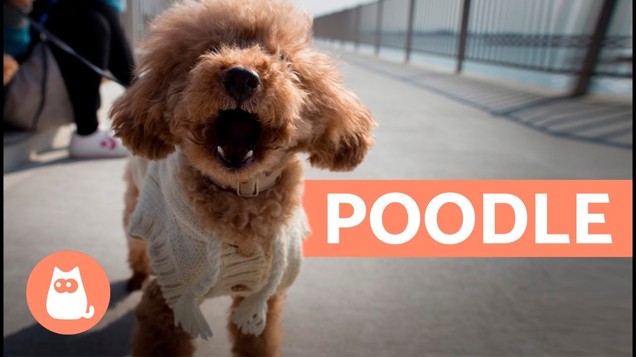 POODLE (ou Caniche) - Características e cuidados