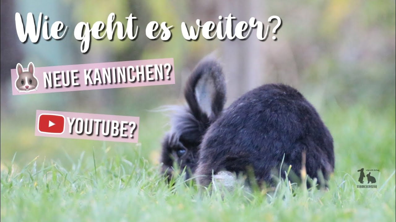 YouTube & neue Kaninchen? 🐰🎬 - Wie geht es weiter? - Zukunftspl&auml;ne | Kaninchenstar