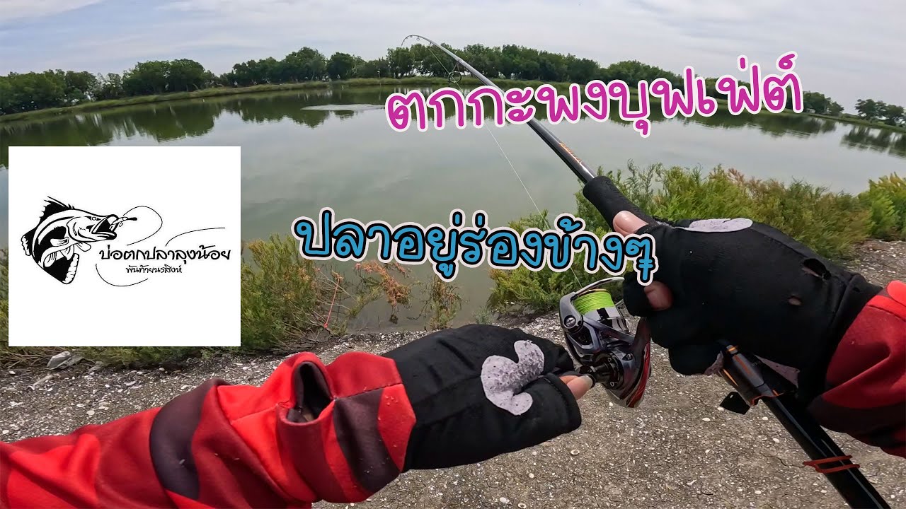 กะพงวัง กึ่งธรรมชาติ บ่อตกปลาลุงน้อยพันท้ายนรสิงห์ ปลาอยู่ร่องข้างๆ #โอ๊ตนักล่า #ตกปลา