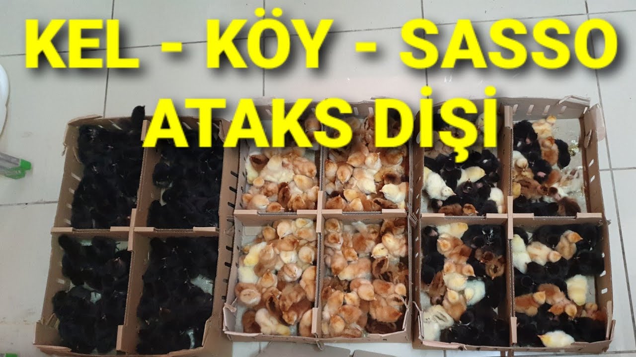 300 TANE CİVCİV GELDİ, BUYURUN! KEL / KÖY / SASSO / ATAKS DİŞİ CİVCİVLER. TAVUKÇULUK BİZİM İŞİMİZ