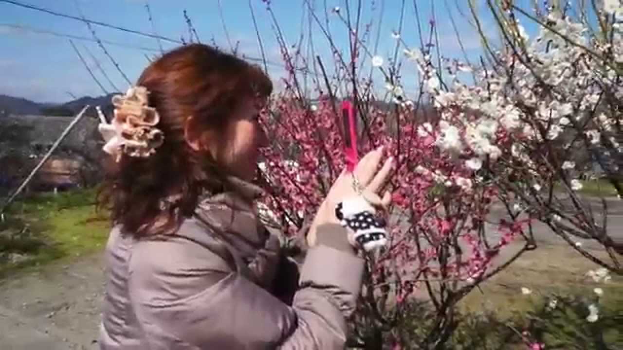 春近し☆和歌山みなべ梅林♪