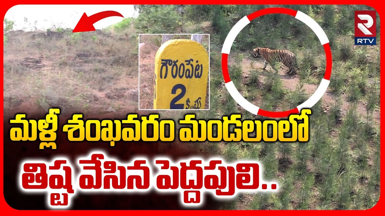 మళ్లీ శంఖవరం మండలంలో తిష్ట వేసిన పెద్దపులి.. | Again Tiger Spotted In Shankavaram | RTV