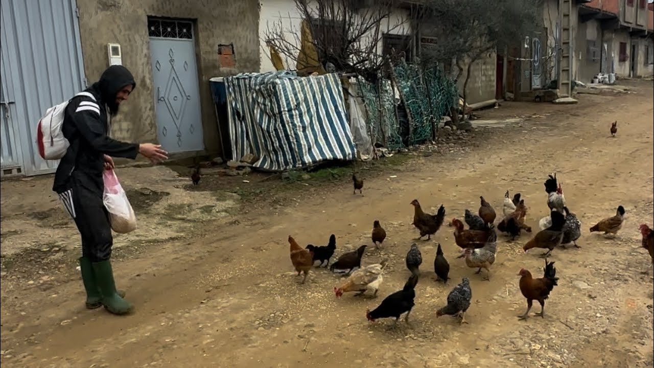 في ظل الظروف الصعبة التي تمر بها مدينة القصر الكبير نتذكر الطيور الجائعة والعالقة بعد هجرة أهلها