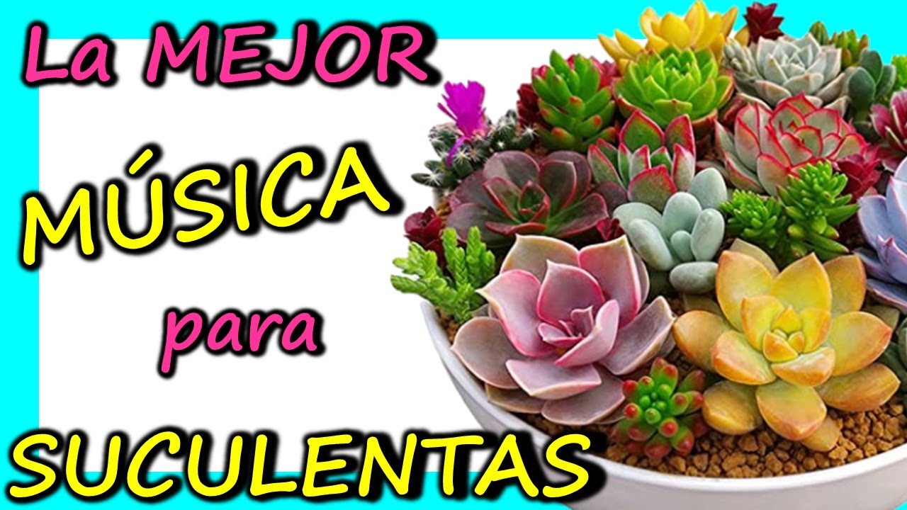 💚 MÚSICA para Plantas SUCULENTAS 🎵
