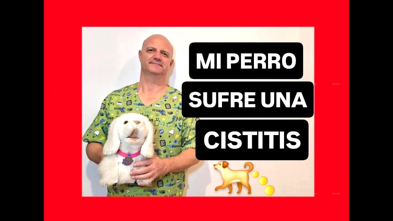 Mi perro sufre una cistitis.