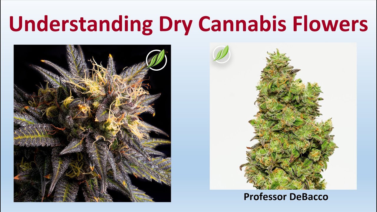 Understanding Dry Cannabis Flowers