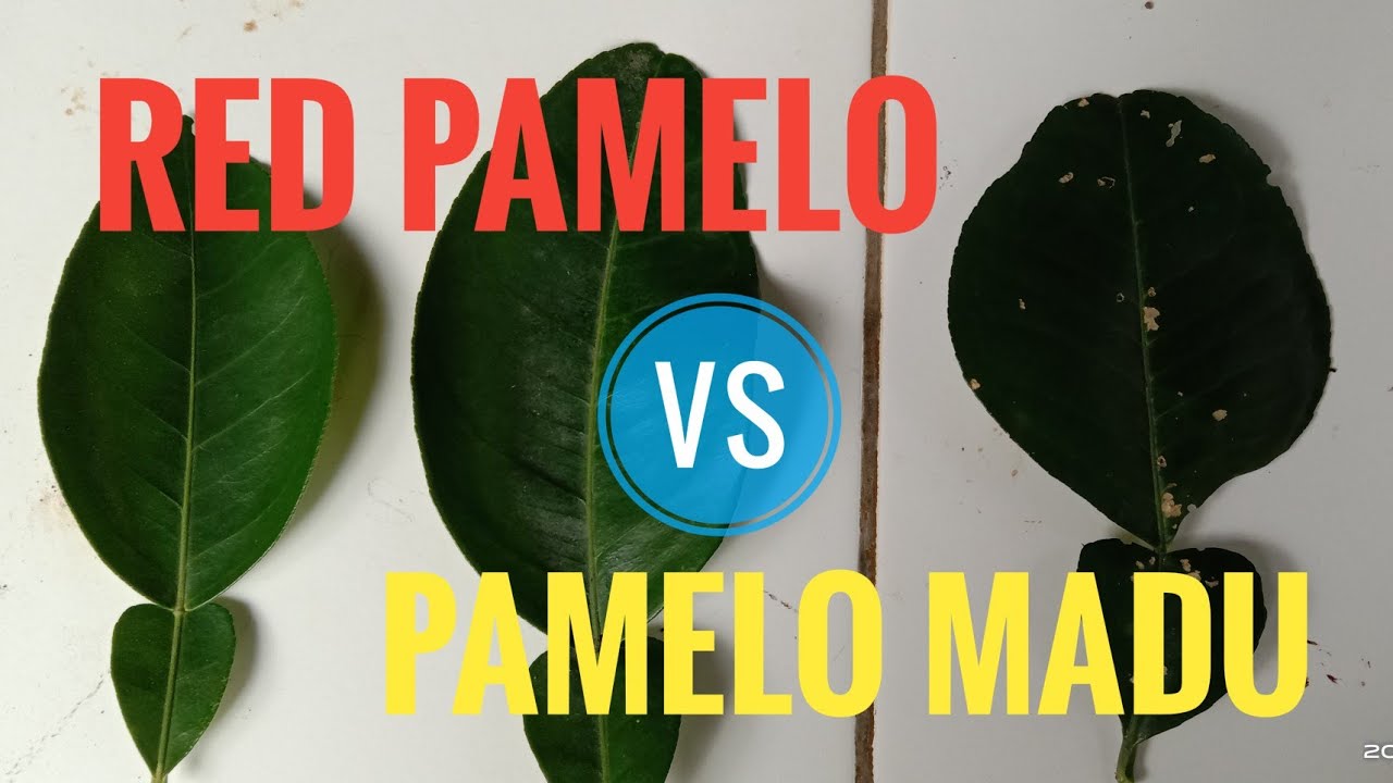 CARA MEMBEDAKAN RED PAMELO THAILAND DAN PAMELO MADU BAGENG | Dilihat dari bentuk daunnya