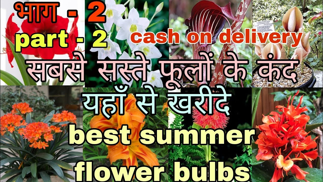 गर्मियों के बल्बस कंद summer flower bulbs whatsapp 8273837165, bulbs, tubers, rhyzomes