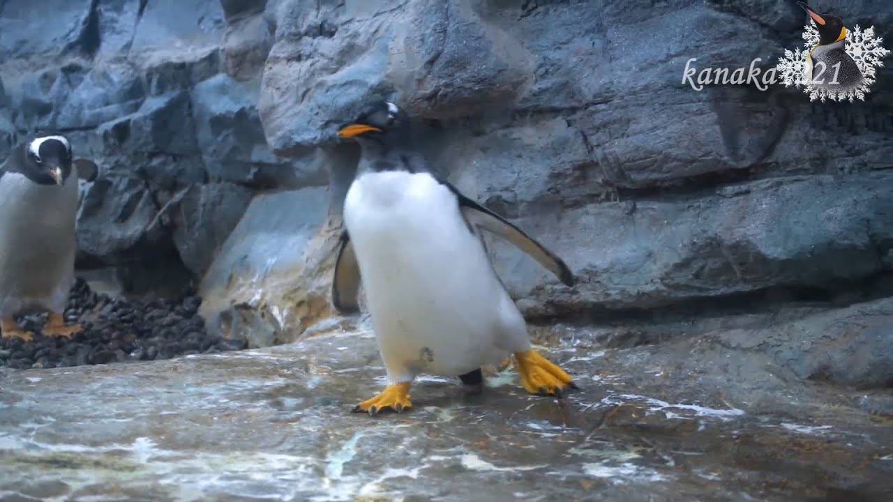 旭山動物園 仔ペンギン48番、急に！走り回る！転びながら！