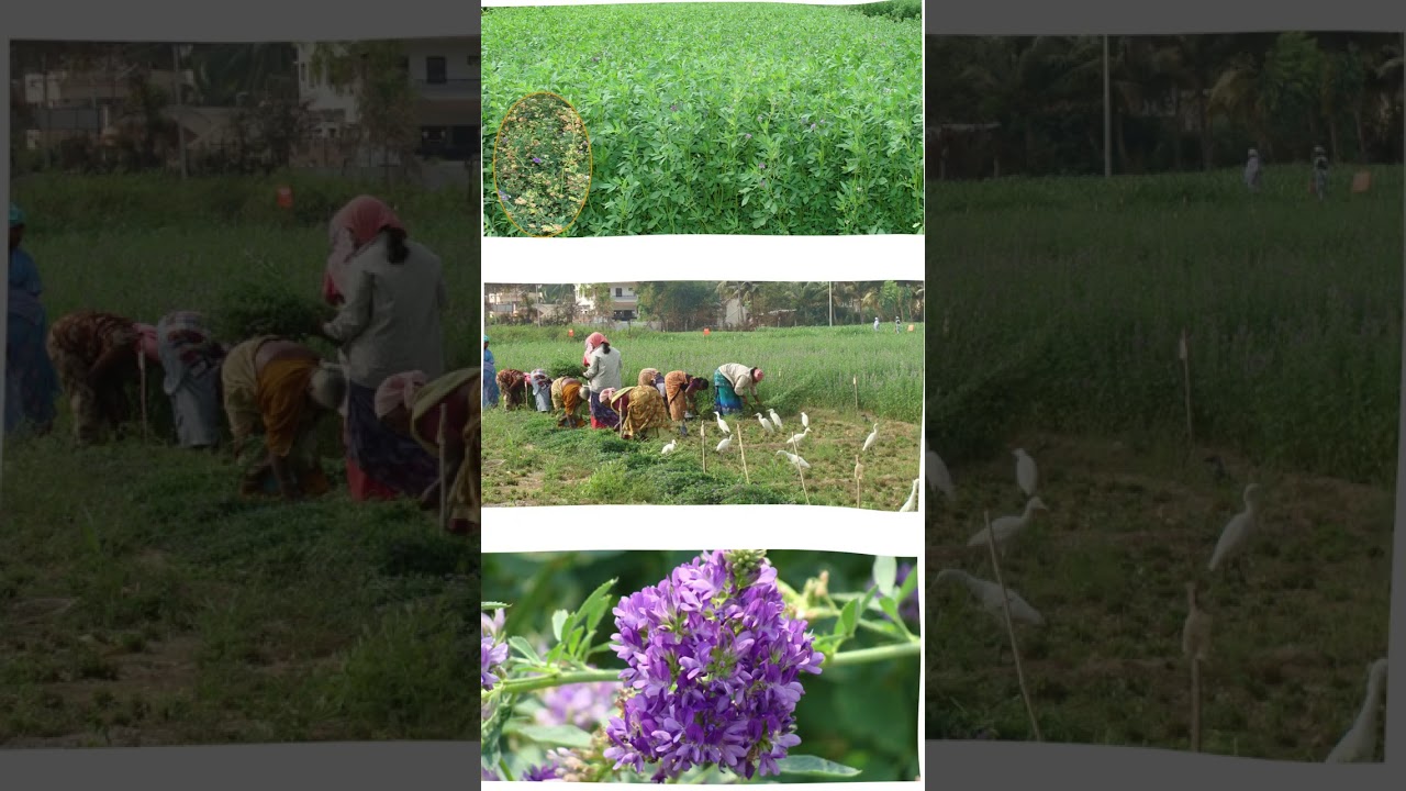 மாட்டுக்கு குதிரை மசால் கொடுக்கலாமா? #பசு #பால் #பண்ணை #விவசாயி #shorts #cow #calf #agri #farmers