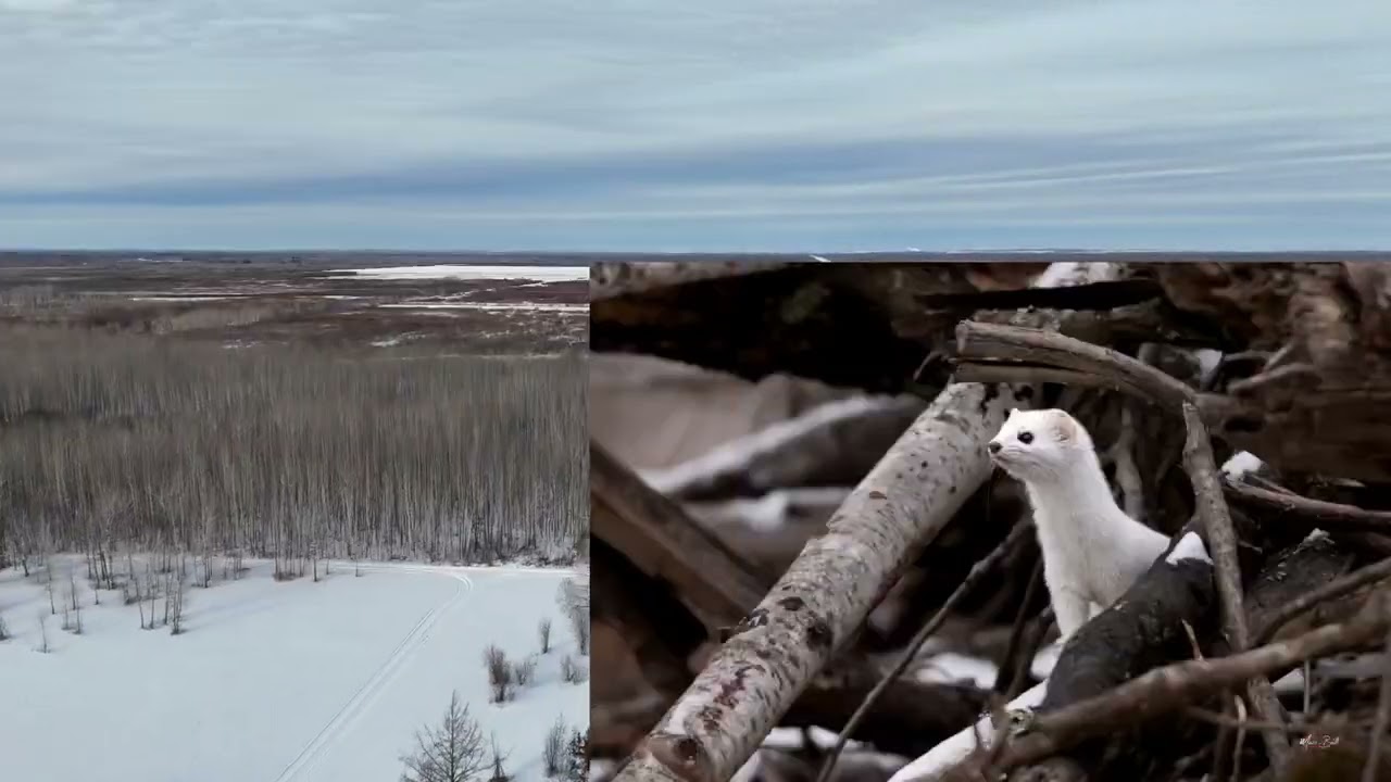 Aerial tour of Sax-Zim Bog in Minnesota