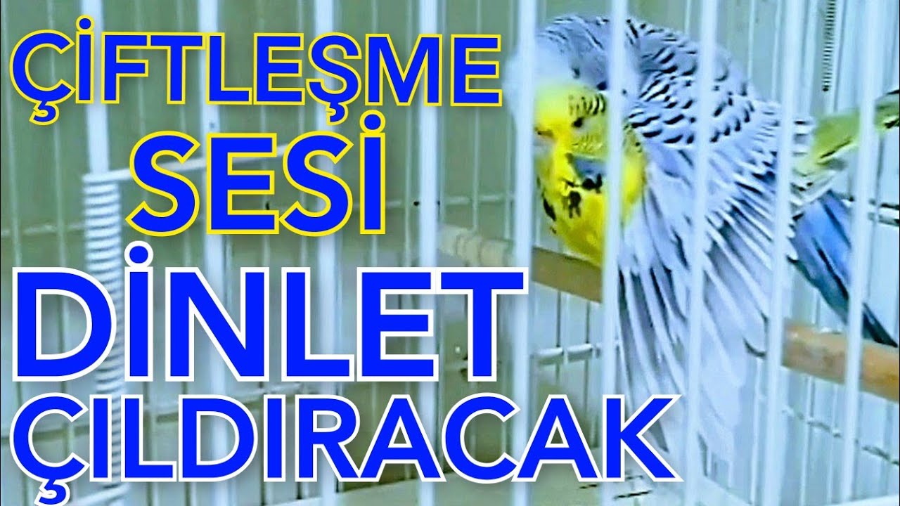 muhabbet kuşu sesi muhabbet kuşu kızıştırma sesi muhabbet kuşu çiftleşme sesi kuş çiftleştirme sesi