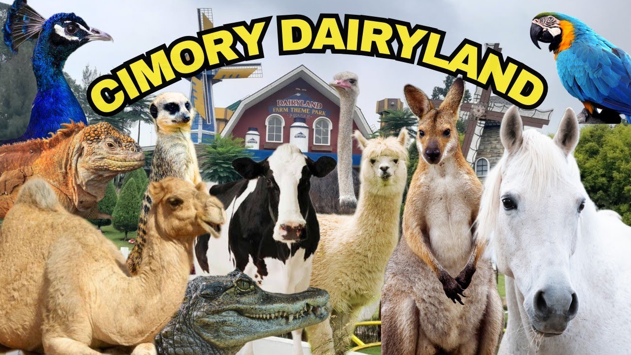 UPDATE TERBARU Cimory Dairyland Puncak Bogor | Hewan hewan, harga tiket dan Wahana permainan