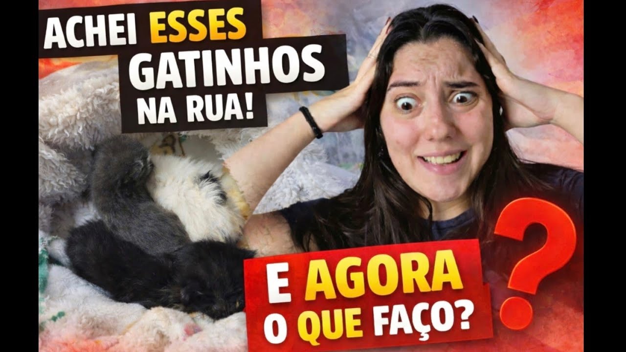 Como cuidar de filhotes de gato/cachorro órfãos?? 