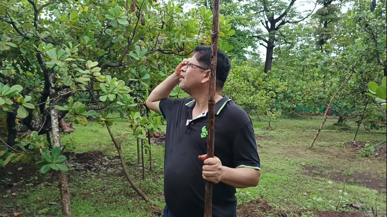 शेवटचे काजू शोधून काढले...🌱