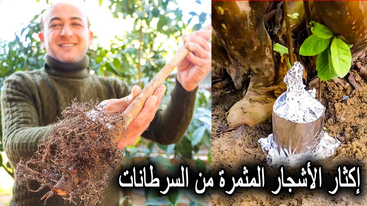 طريقة زراعة السرطانات و الأغصان التي تنمو أسفل الأشجار Growing Tree Suckers