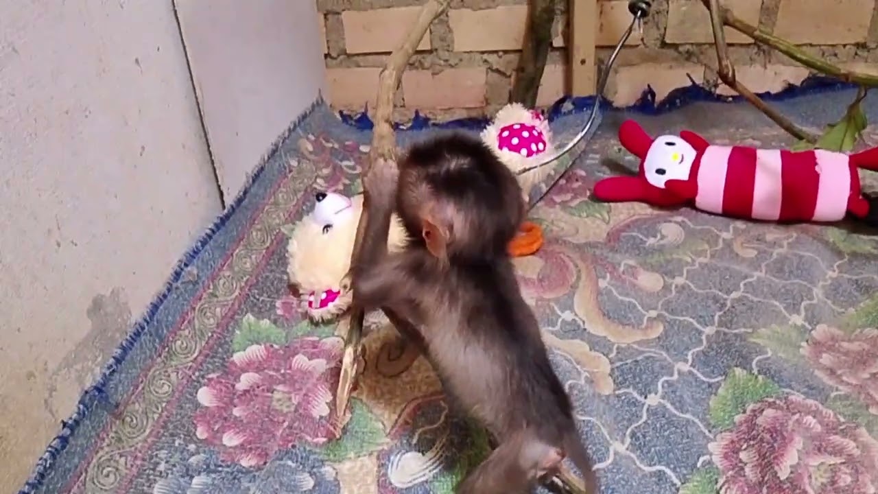 Утренние занятия барона..🥰🥰🥰🥰