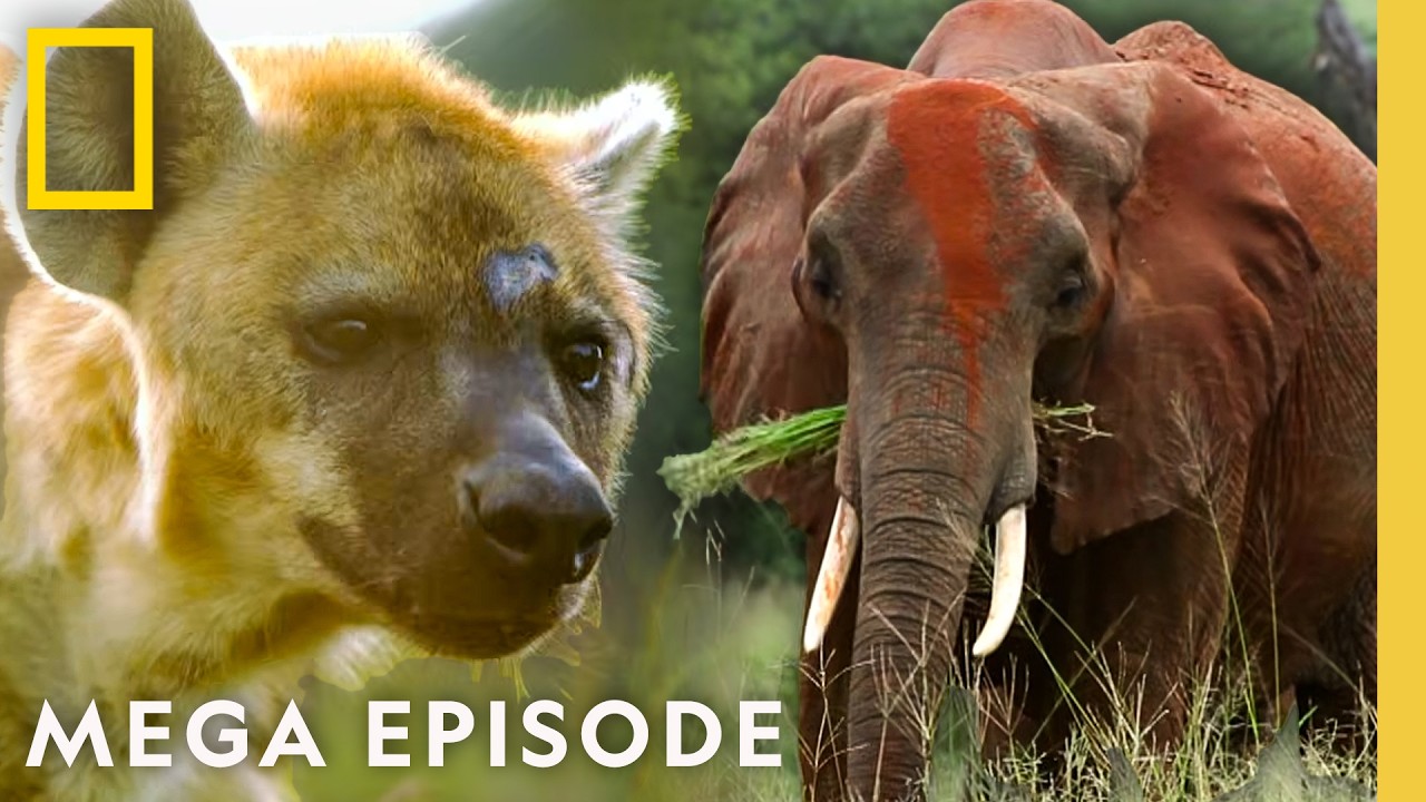 Winners and Losers in the Animal Kingdom | Animal Fight Night MEGA Episode | Nat Geo Animals