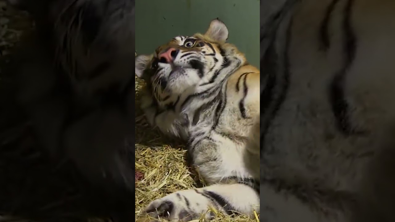 Tiger Giving Birth #tigers #animalgivingbirth #tigercubs #cr7