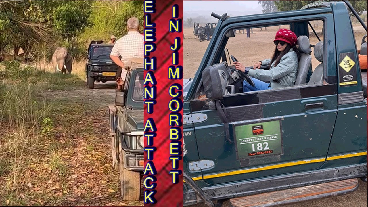 ELEPHANT  ATTACK🐘🐘 😨ON OUR JEEP IN JIM CORBETT NATIONAL PARK | RAMNAGAR |  NAINITAL  |  UTTARAKHAND