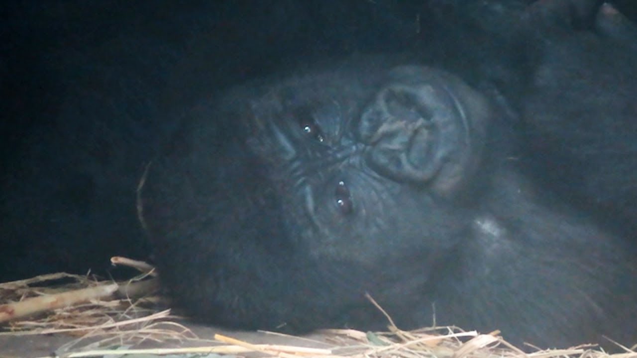 小金剛Ringo的旋風連續轉轉Ringo's spinning like a little dancer#金剛猩猩 #gorilla