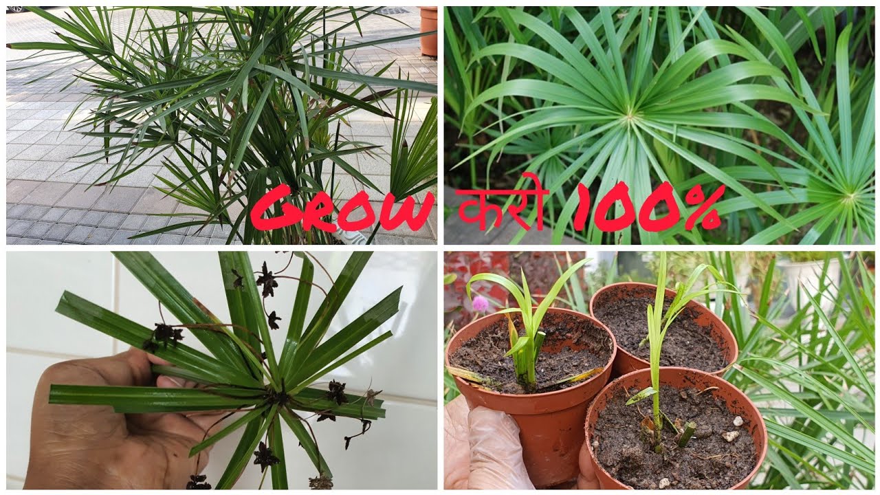 How To Grow Umbrella Palm From Cutting | Grow Umbrella Palm From leaf | Propagate Cyperus Plant