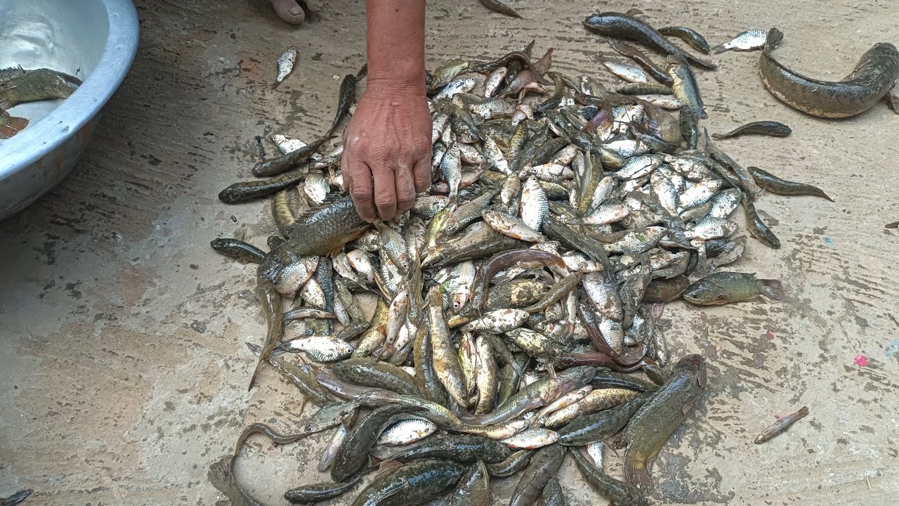 বন্ধুরা মিলে মাছ ধরা দারুণ মজা | Fishing with Friends