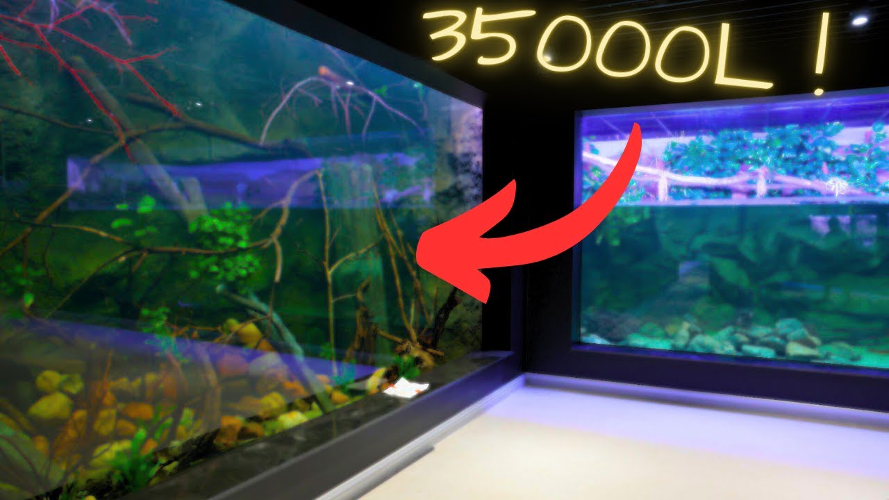 AKWARIUM 35 000l dla ryb z AMAZONKI!?