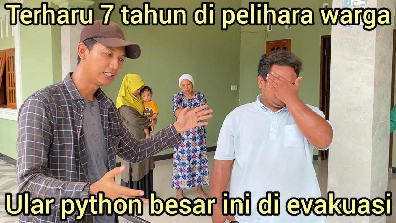 SEDIH 7 TAHUN DI PELIHARA WARGA ULAR PYTHON BESAR INI HARUS DI EVAKUASI SUDAH SERING LEPAS