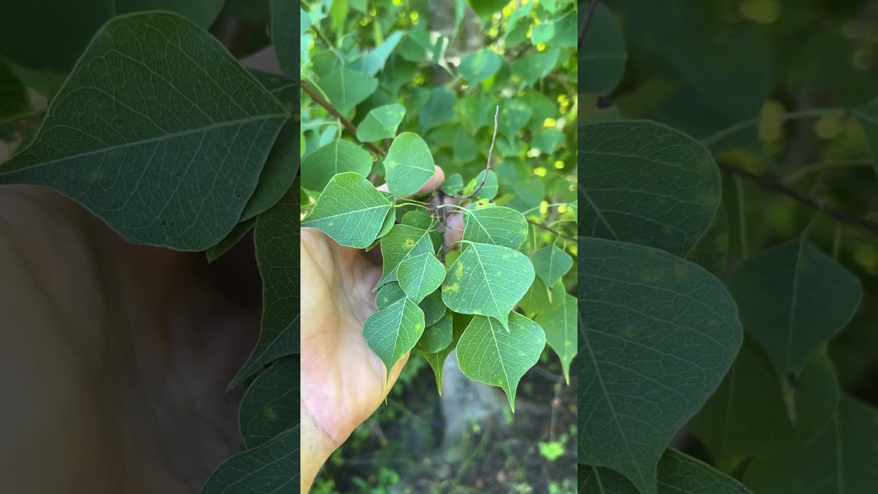 Chinese tallow tree (Triadica sebifera) re-sprouts from roots. Mgmt article in desc 