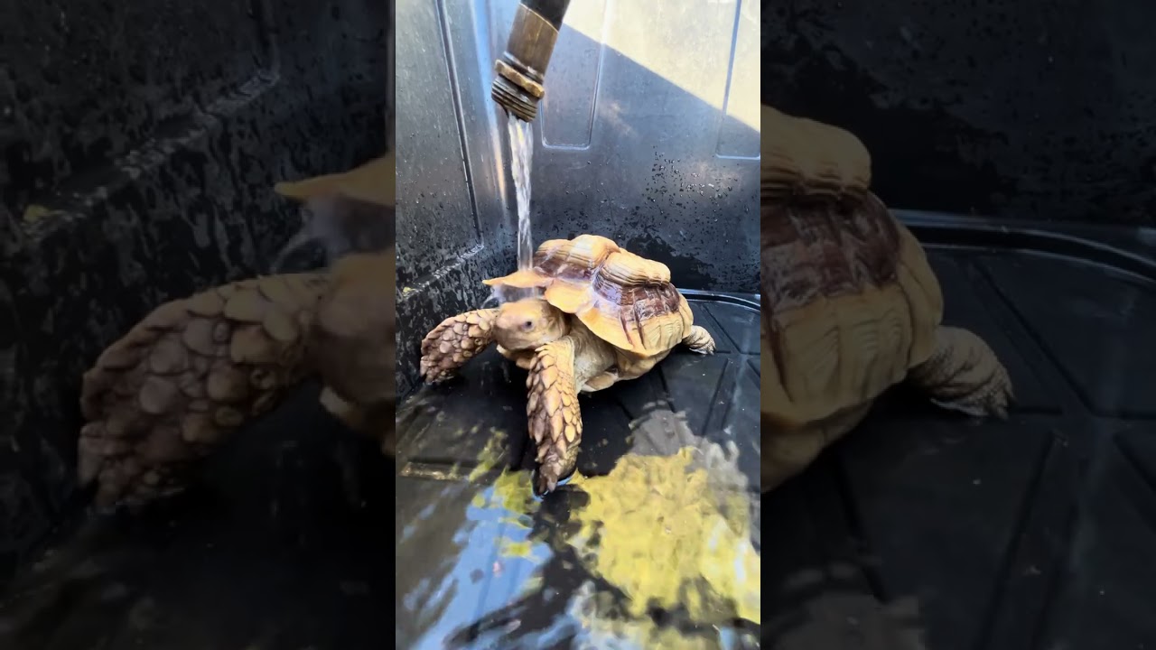 A Tortoise Owners Guide To Pyramid Prevention