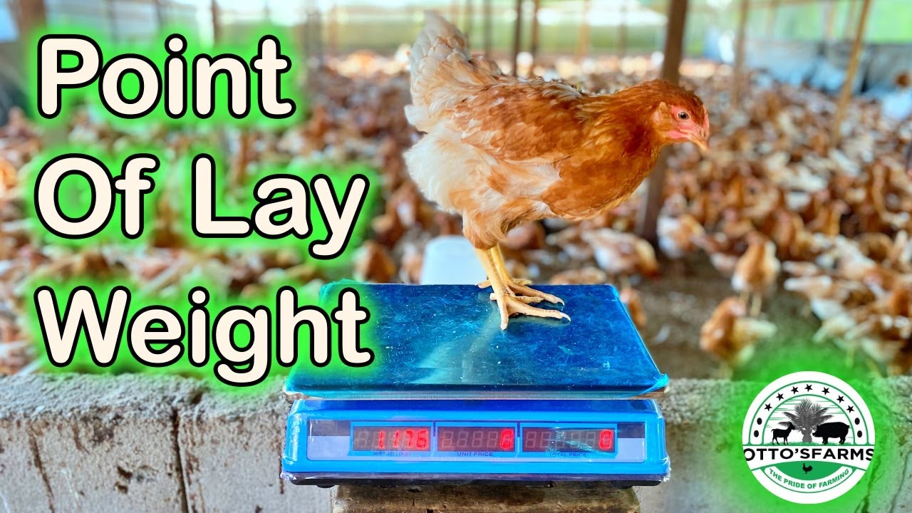 Growing to Lay: Weighing Our Chickens at Week 12 - Point of Lay | Otto's Farms 🐔📊