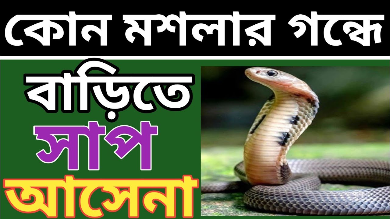 কোন মশলার গন্ধে বাড়িতে সাপ আসেনা । Quiz | General Knowledge | GK.