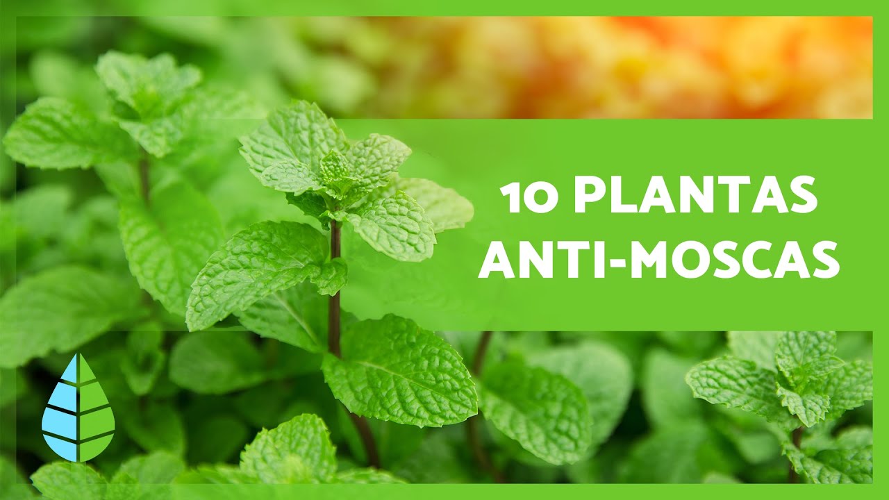 10 PLANTAS PARA ESPANTAR MOSCAS 🦟❌ (Interior e Exterior)